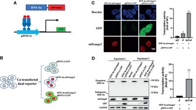 Scalable Dual-Fluorescence Assay for Functional Interpretation of HNF-4α Missense Variants